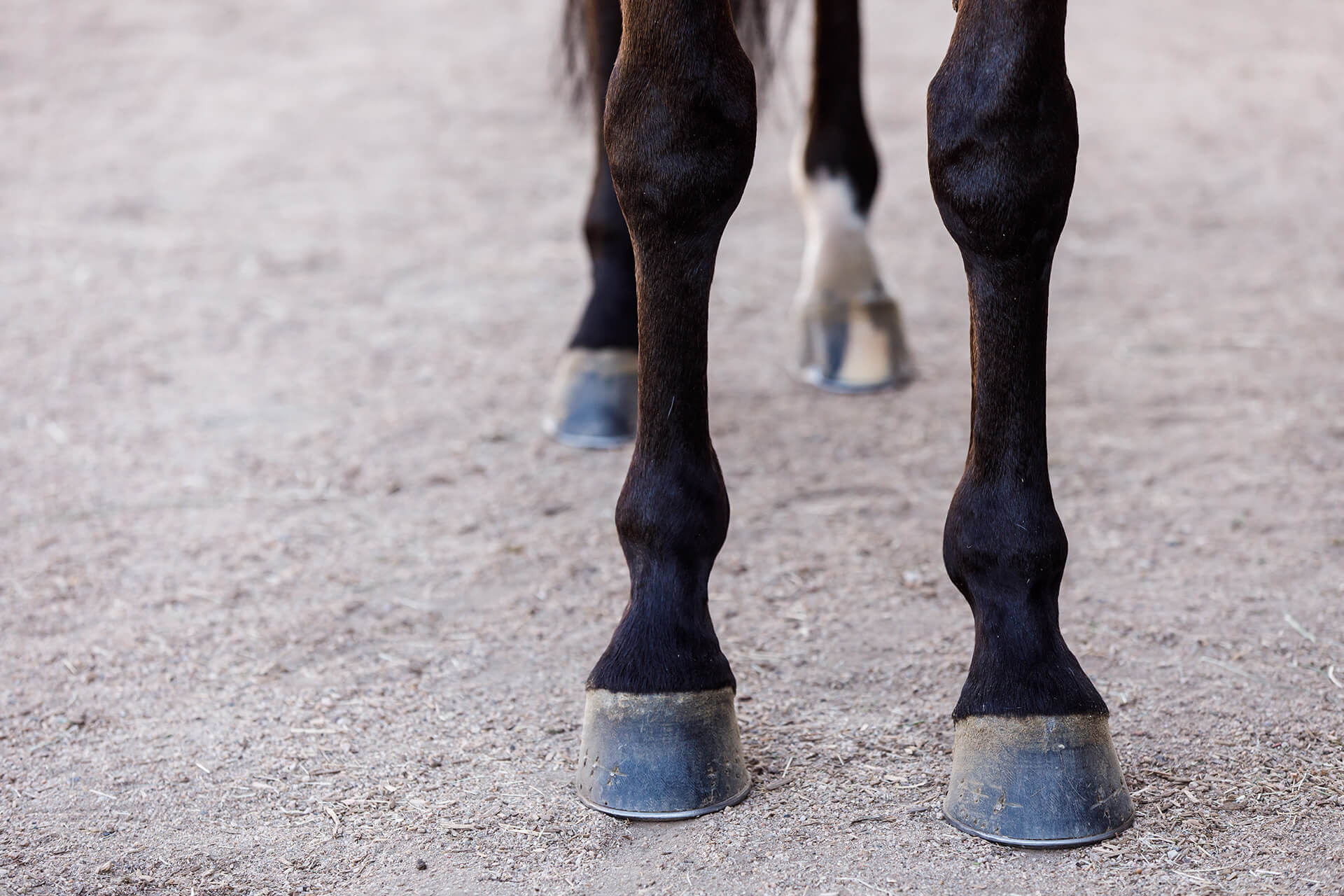 What is a horse leg called?