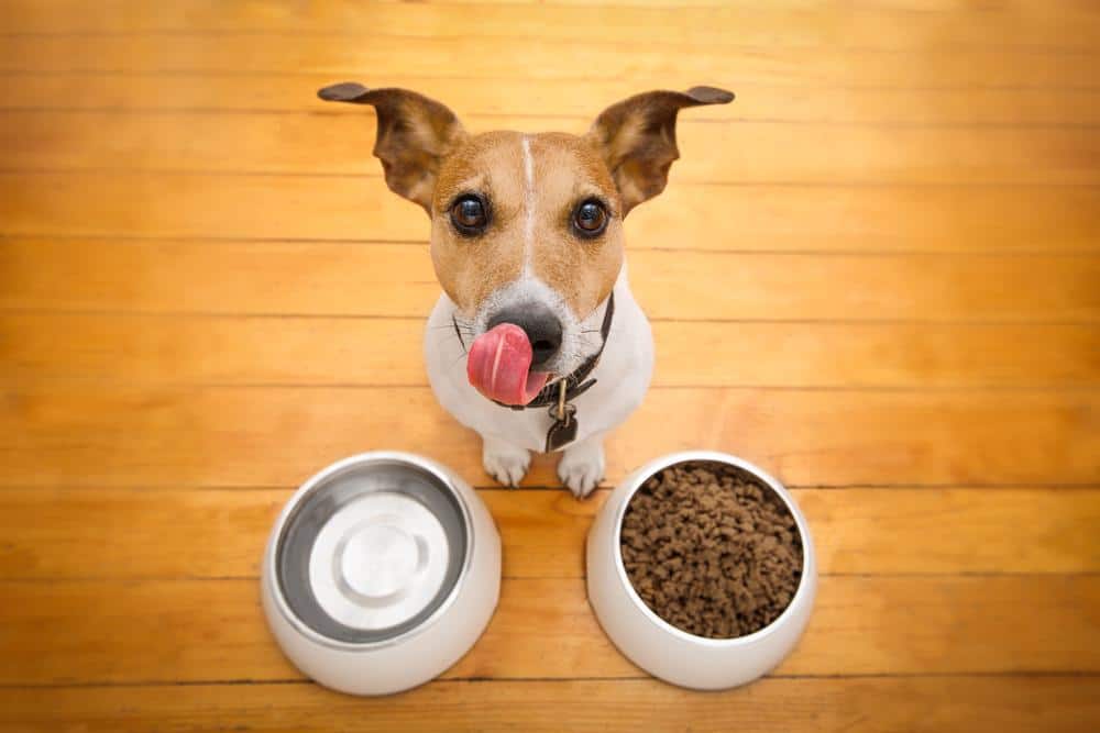 What is a natural probiotic for dogs?