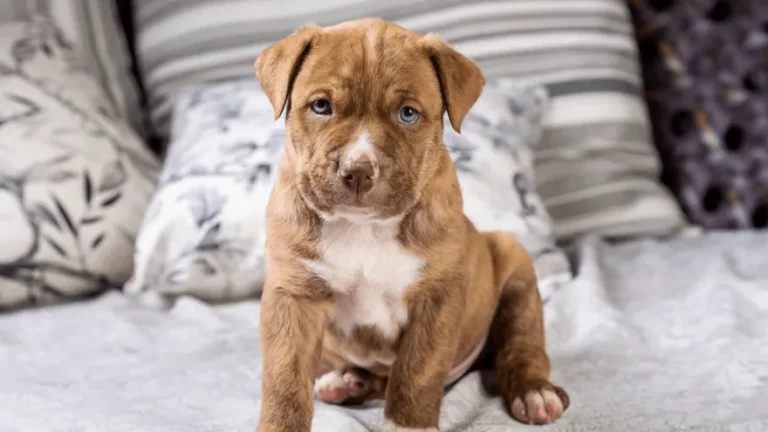 You asked: What is a teacup pitbull?