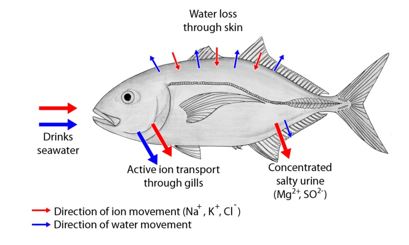 What is difference between Osmoregulator and Osmoconformer?