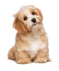 What is dog antonym?