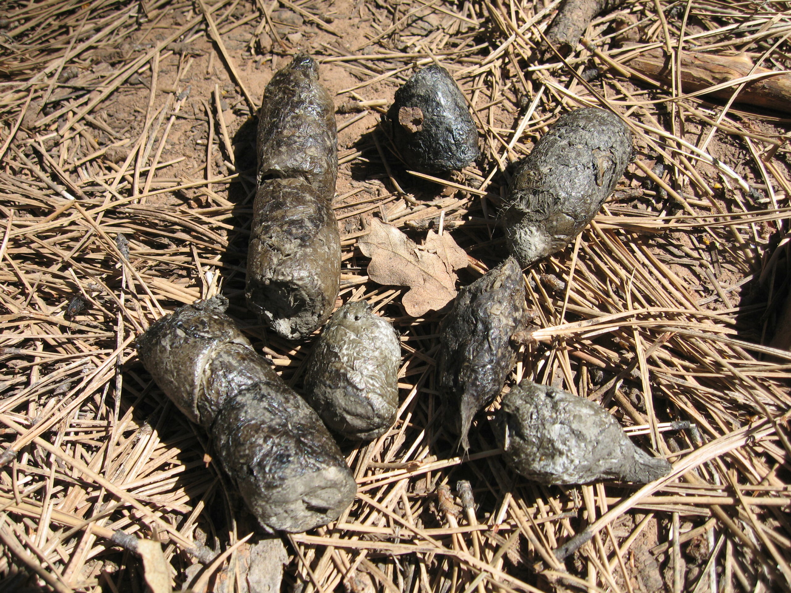 What is mountain lion scat look like?