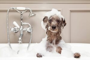 What is safe to wash dogs with