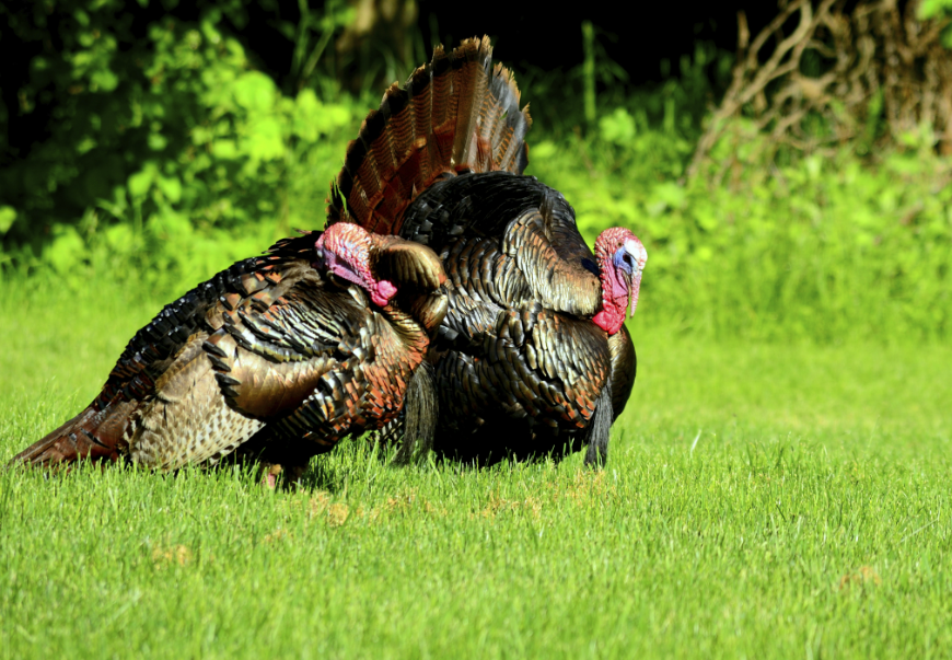 What is the beard on a turkey called?