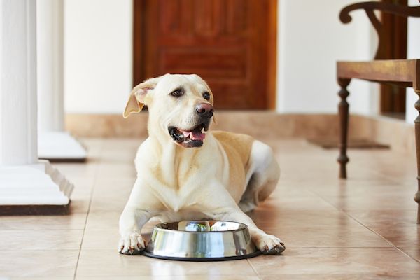 What is the best all life stages dog food?