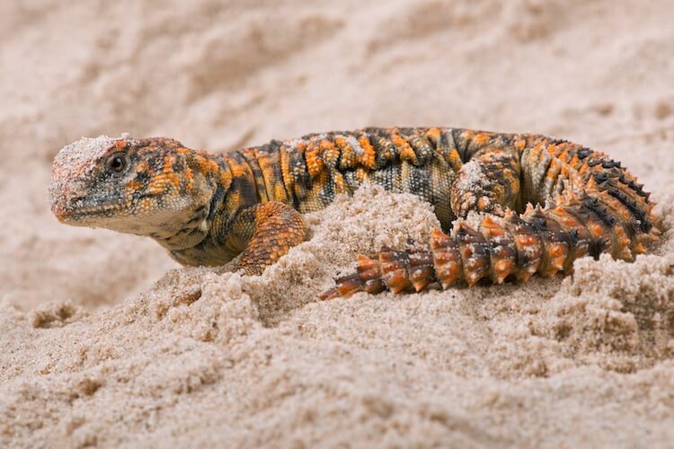What is the best breed of uromastyx?