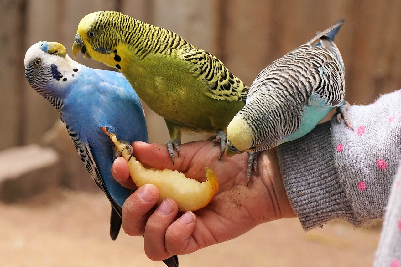 What is the best fruit for parakeets?