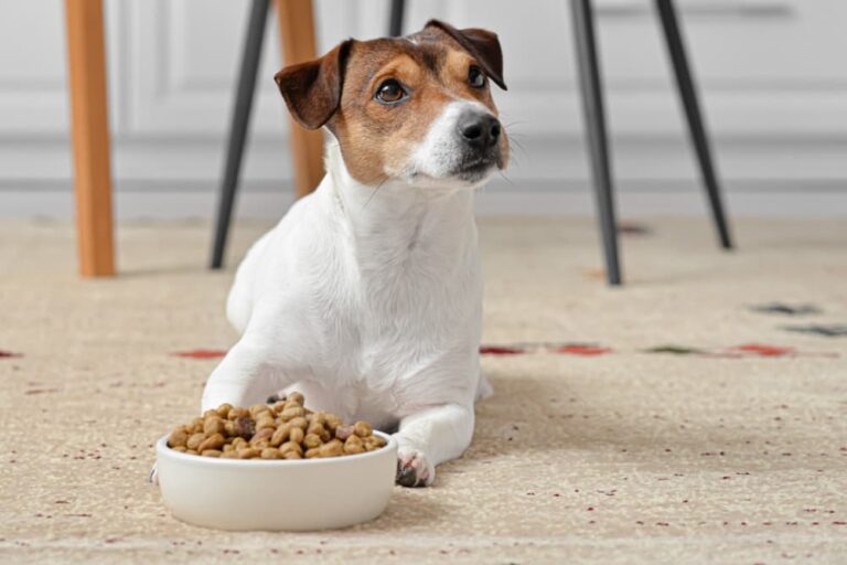 What is the best vegan dog food?