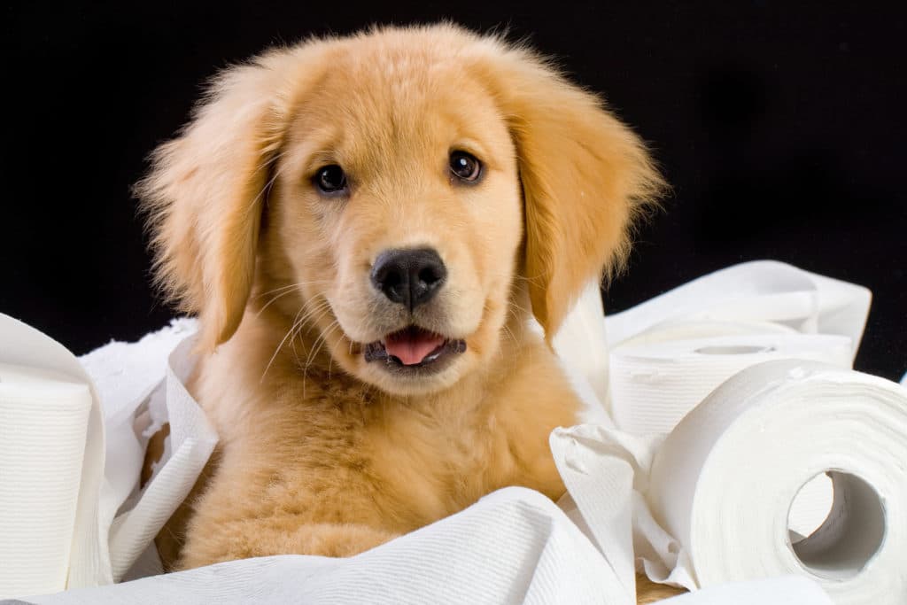 What is the best way to potty train your puppy?