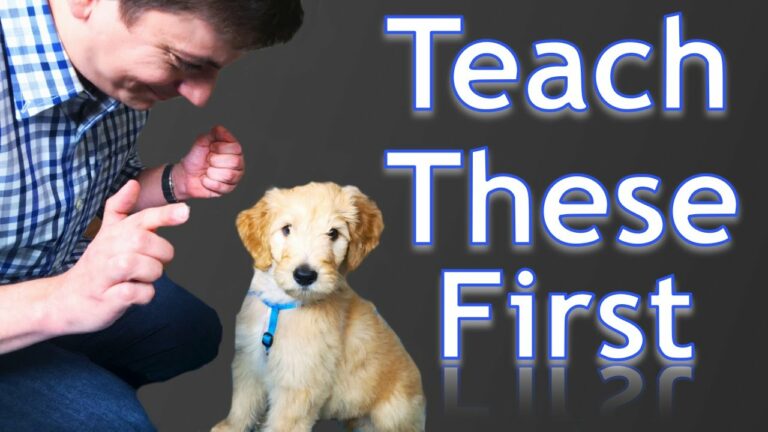 What is the first thing you should train your puppy?