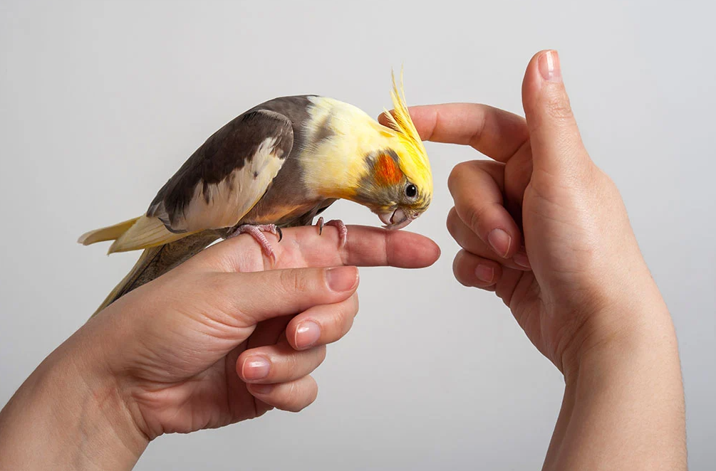 What is the friendliest parrot for a pet?