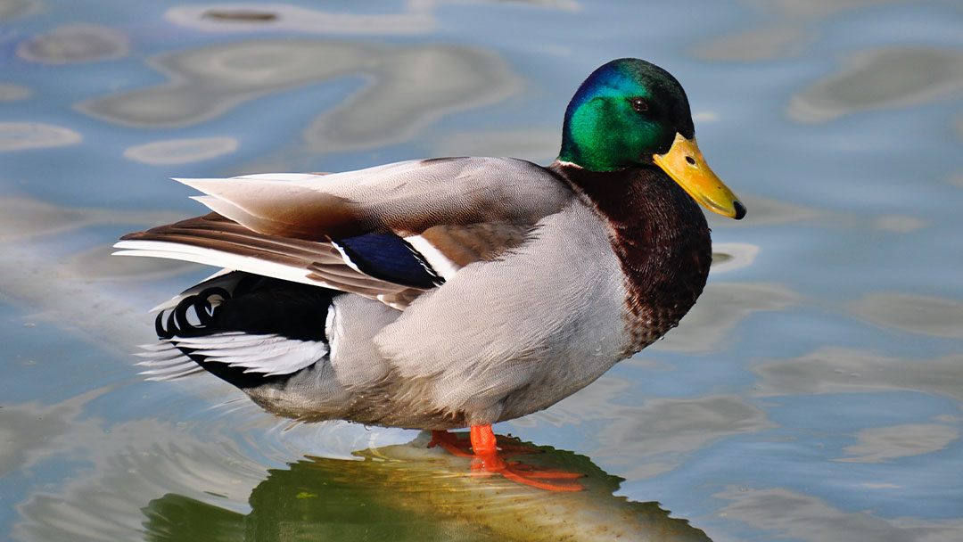 What is the function of duck beak?