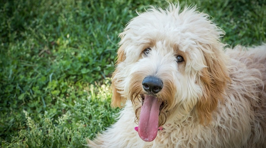 What is the healthiest food for Goldendoodles?