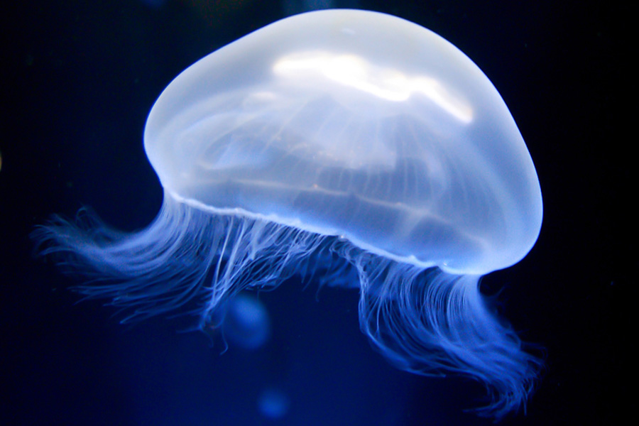 What is the most common jellyfish?