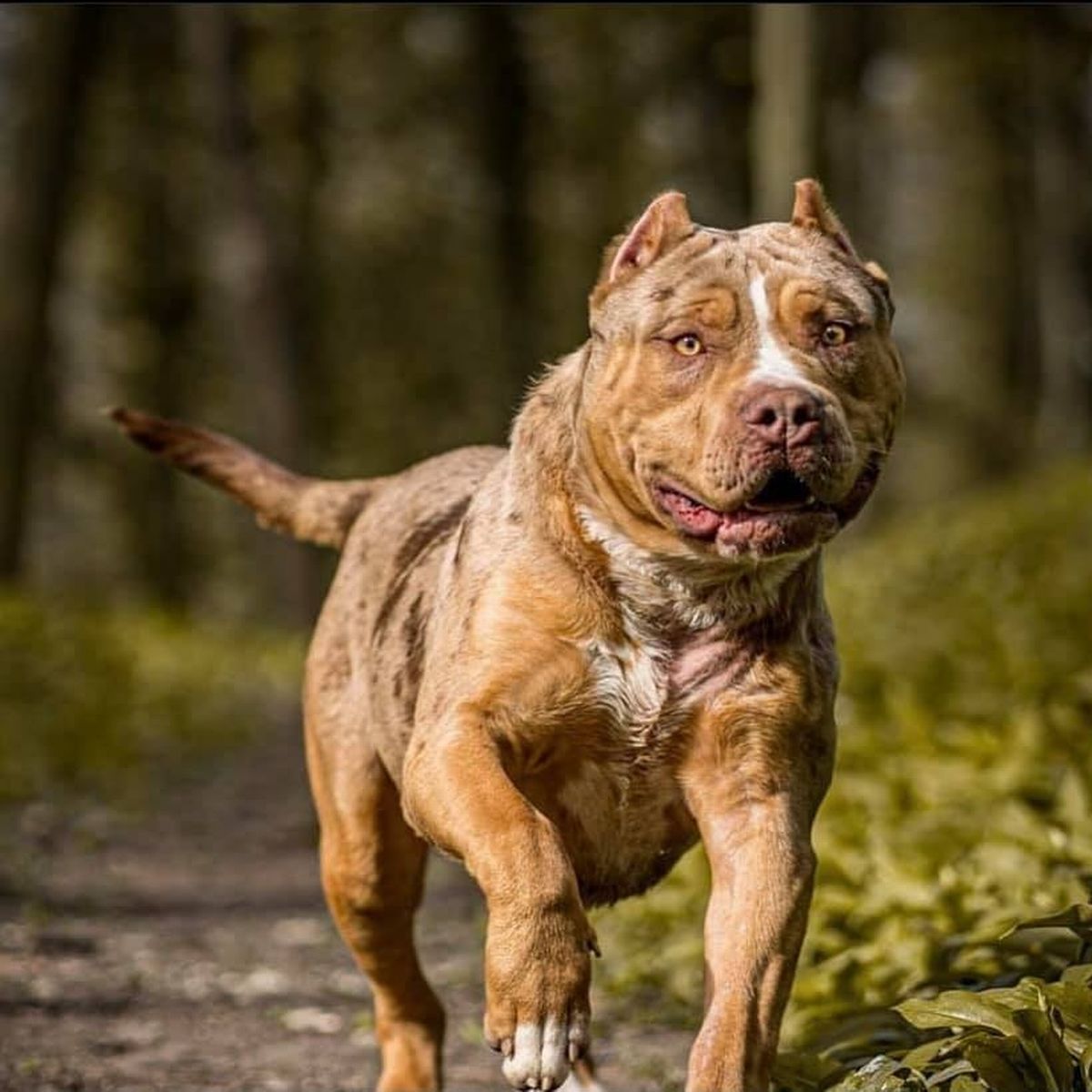 What is the most dangerous dog breed?