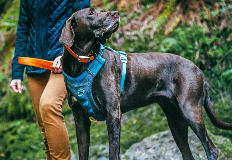 What is the most effective no-pull dog harness?