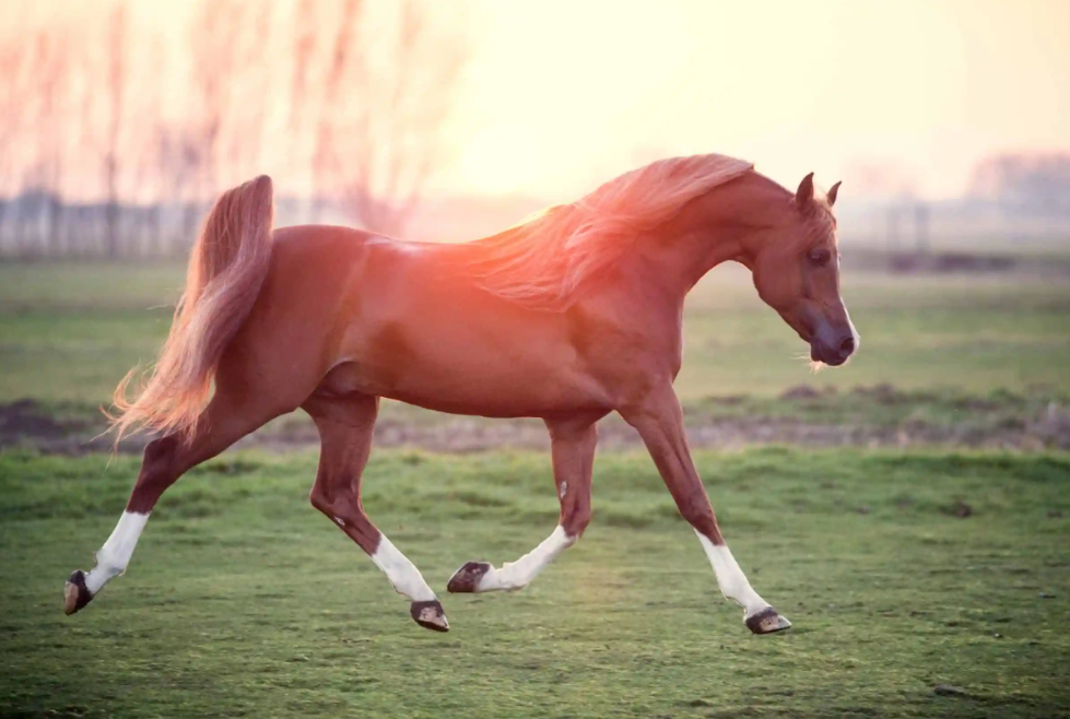 What is the most expensive breed of horse?