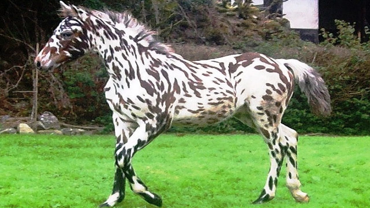 What is the most rare horse?