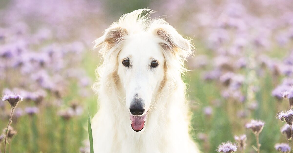 What is the purpose of a Borzoi?