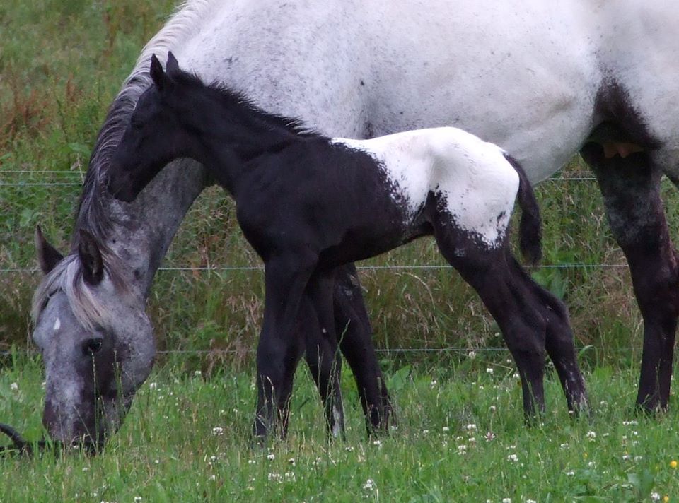 What is the rarest color of Appaloosa?