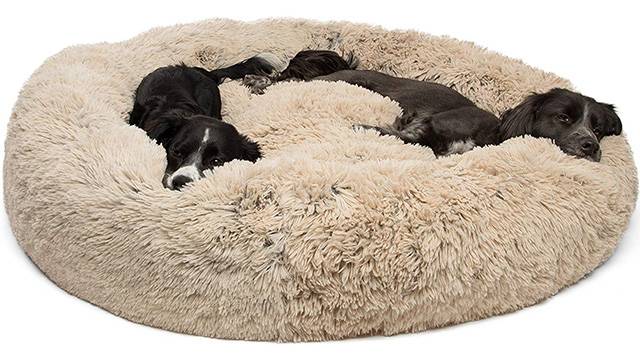 What kind of dog bed is best for large dogs?