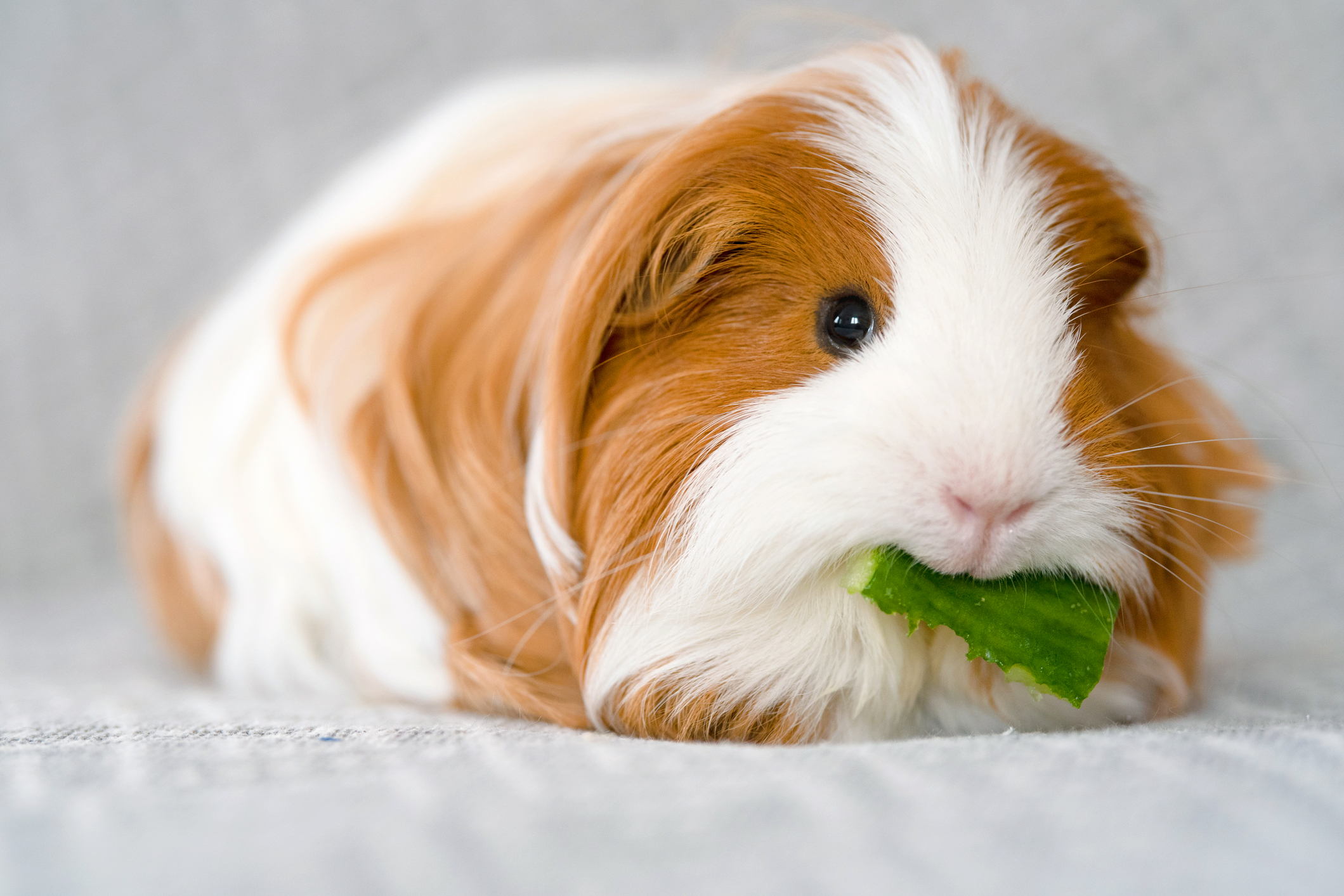 What kind of human food can I feed my guinea pig?