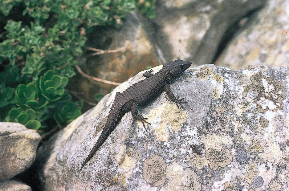 What kind of lizards are black?