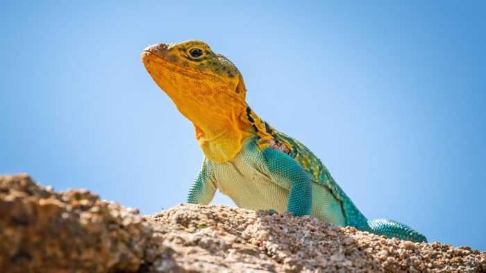 What lizards can I own in Australia?