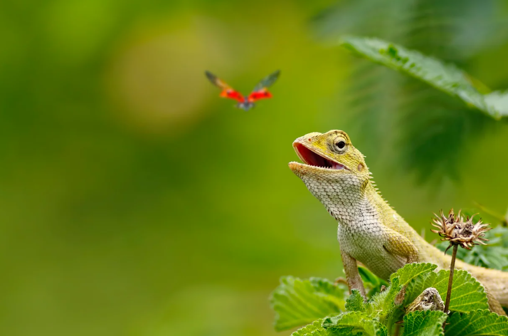What lizards dont need insects?