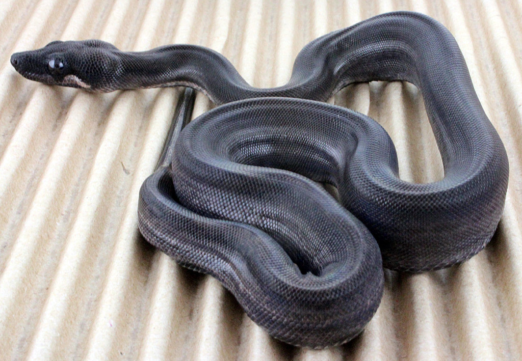 What makes an eclipse boa?