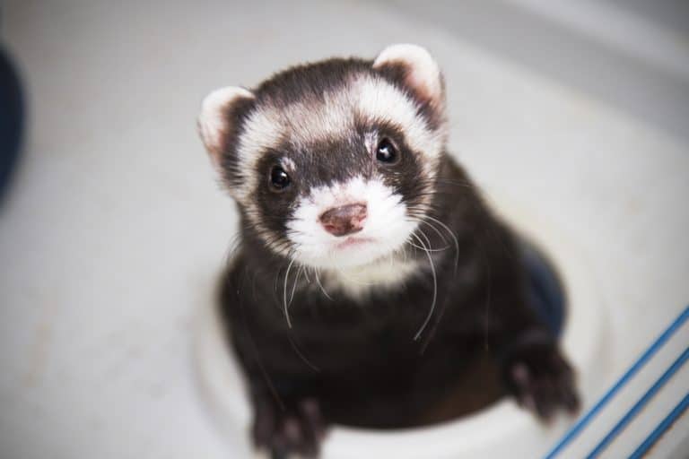 What meat can ferrets not eat?