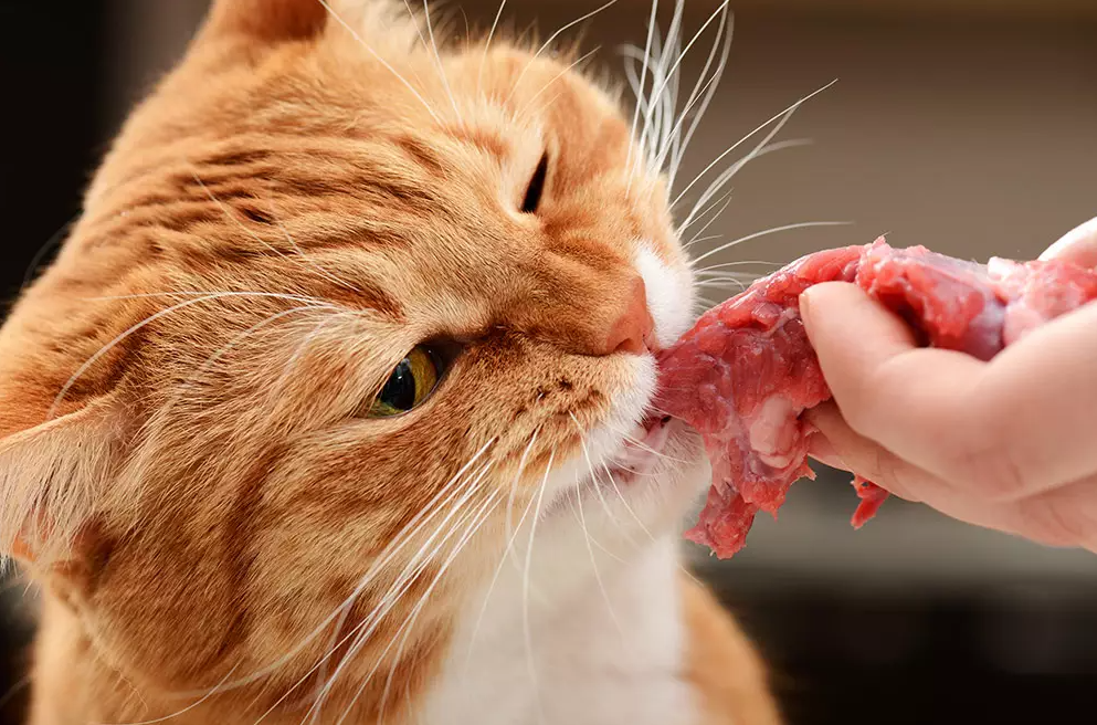 What meat is best for cats?