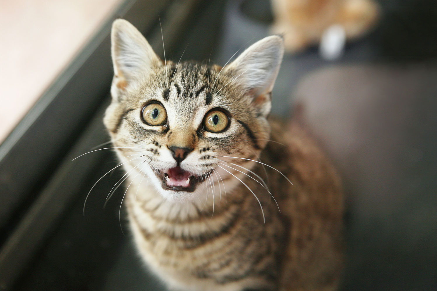 What noises annoy cats?
