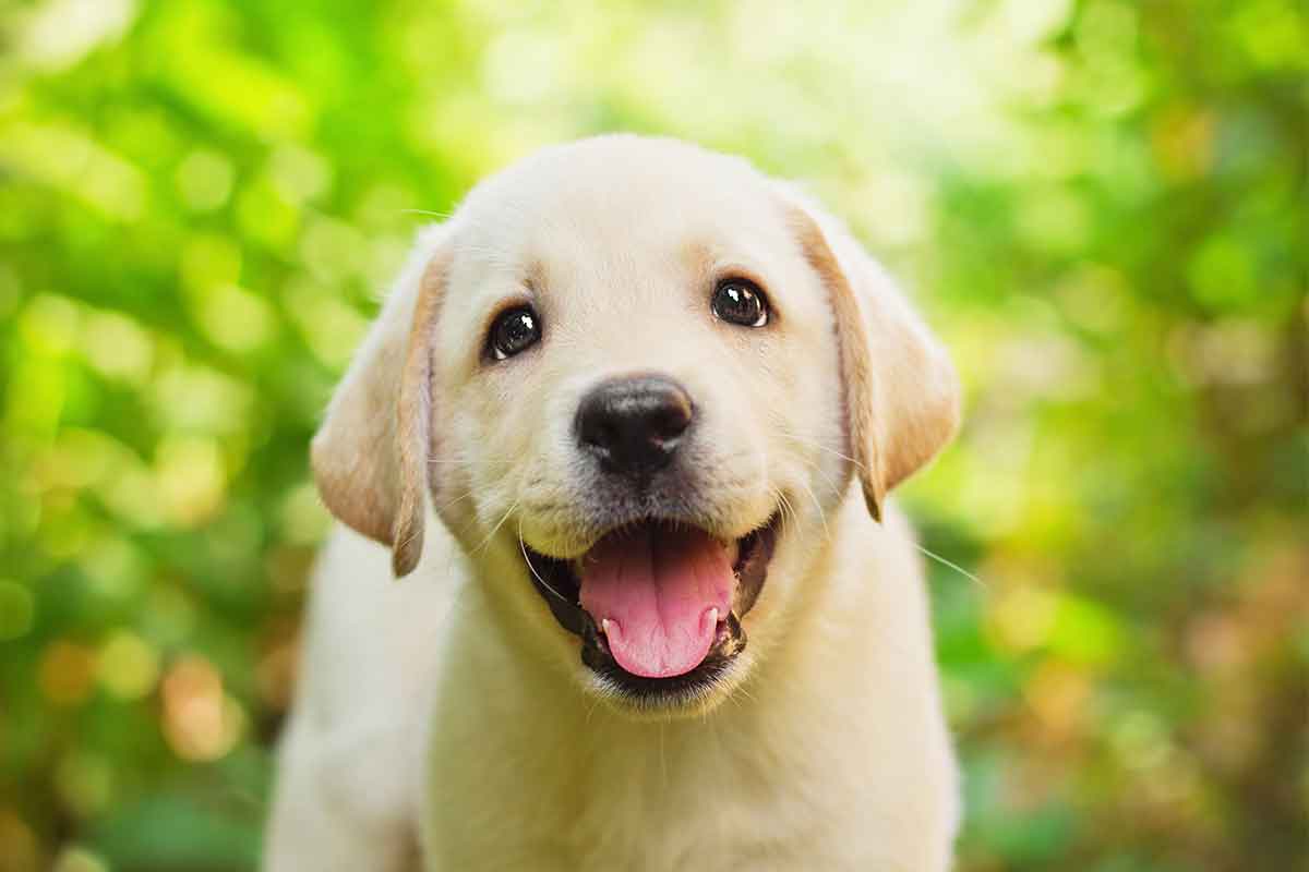 What noises do puppies make?