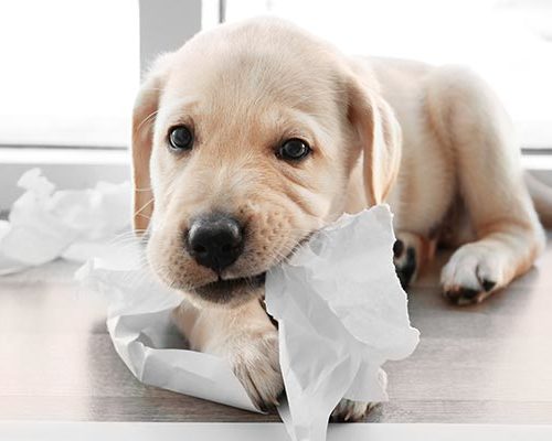 What papers do I need for a dog?