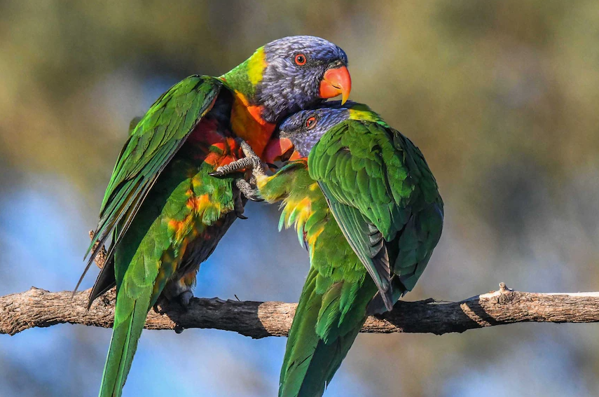 What parrots can talk like humans?