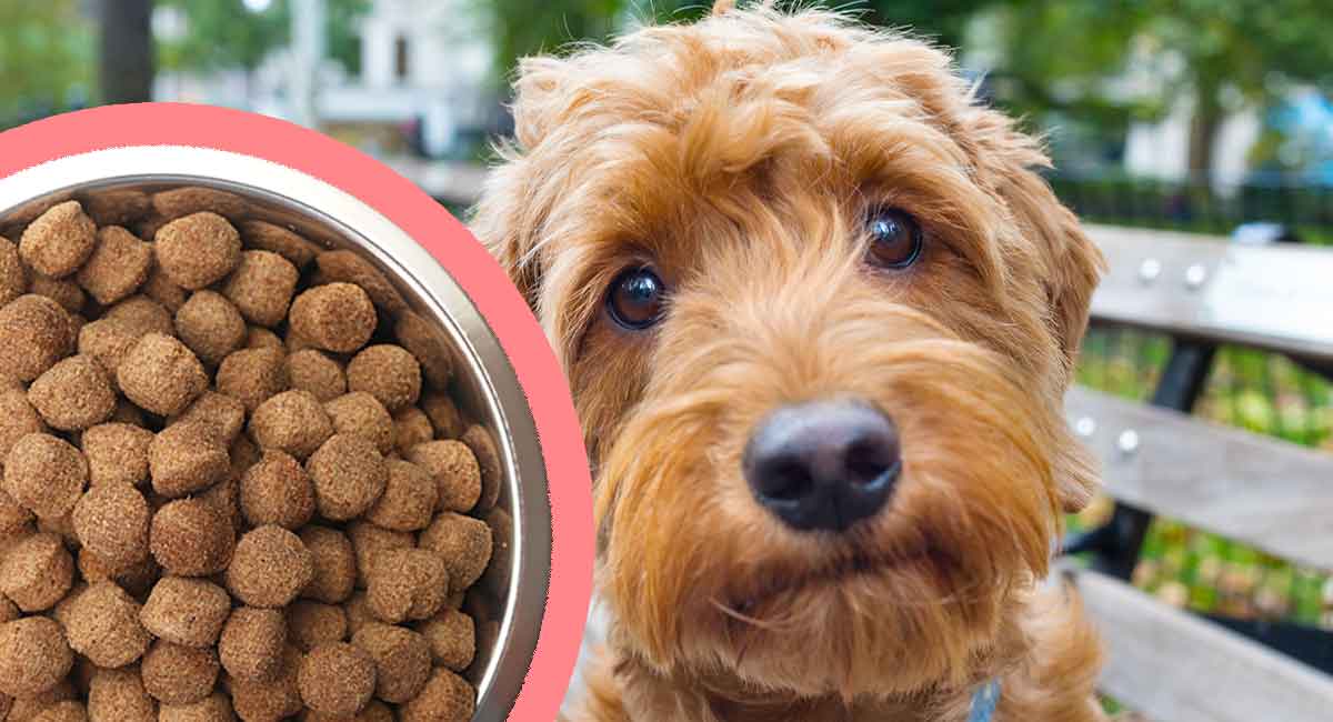 What should I feed my Goldendoodle?