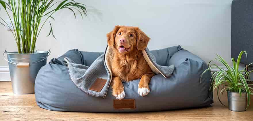 What should I look for when buying a dog bed?