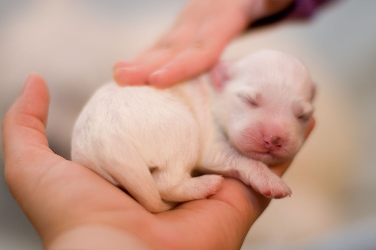 What should you not do with newborn puppies?