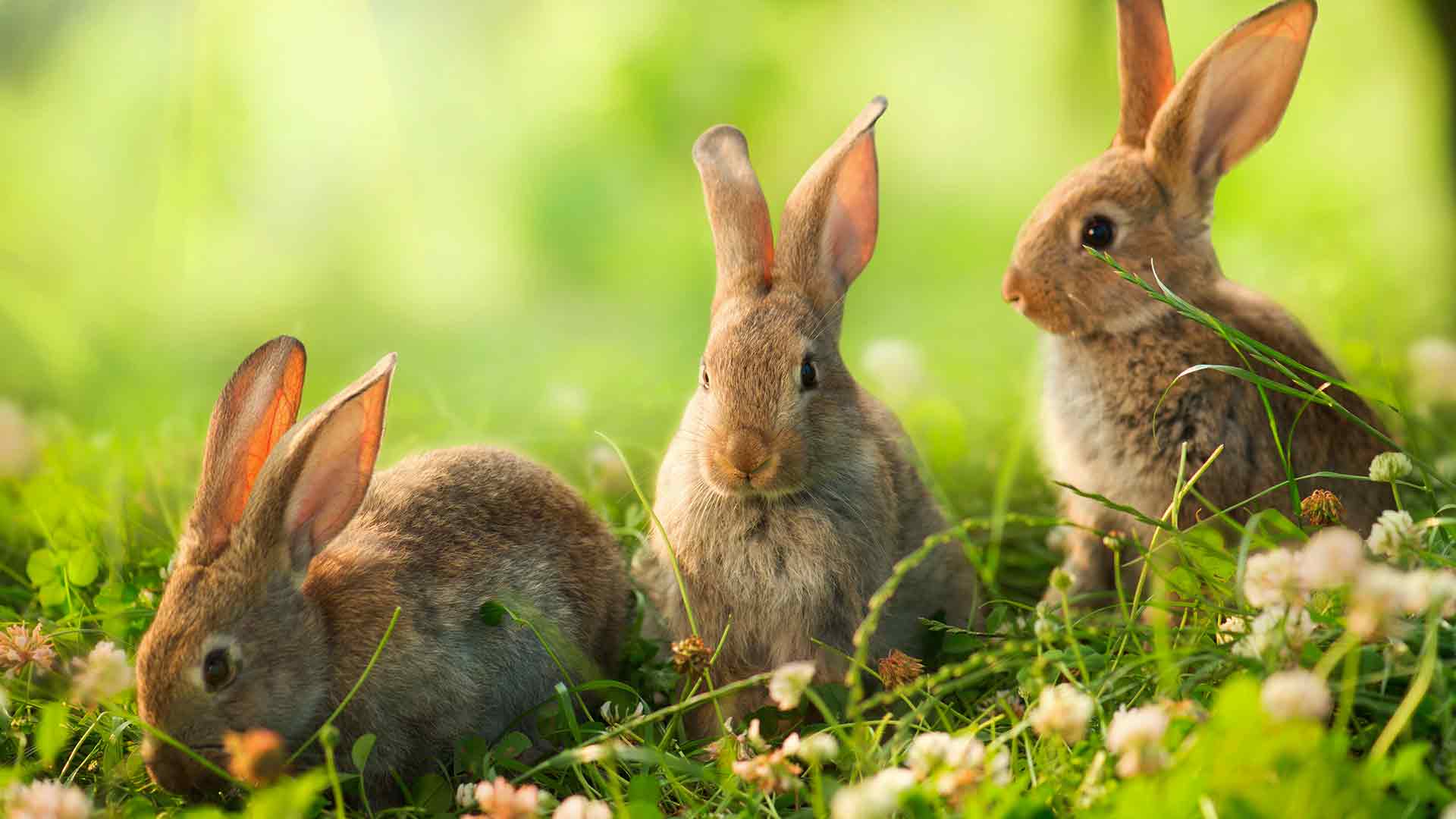 What should you not feed a wild rabbit?