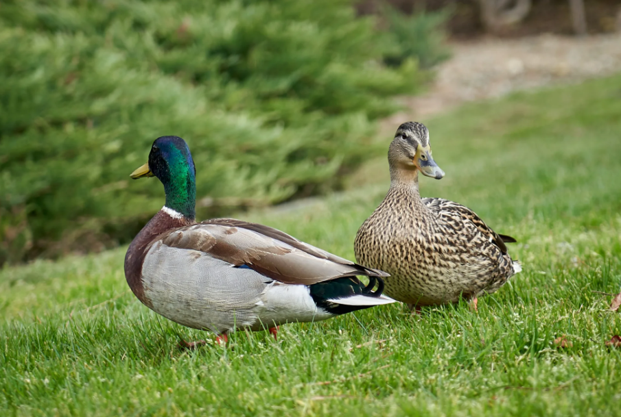 What should you not feed ducks?