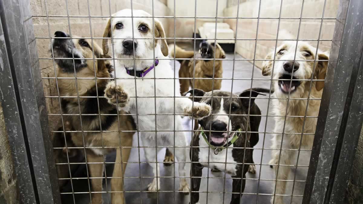What state has the most animals in shelters?