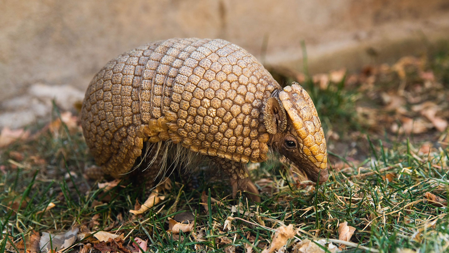 What states have the most armadillos?