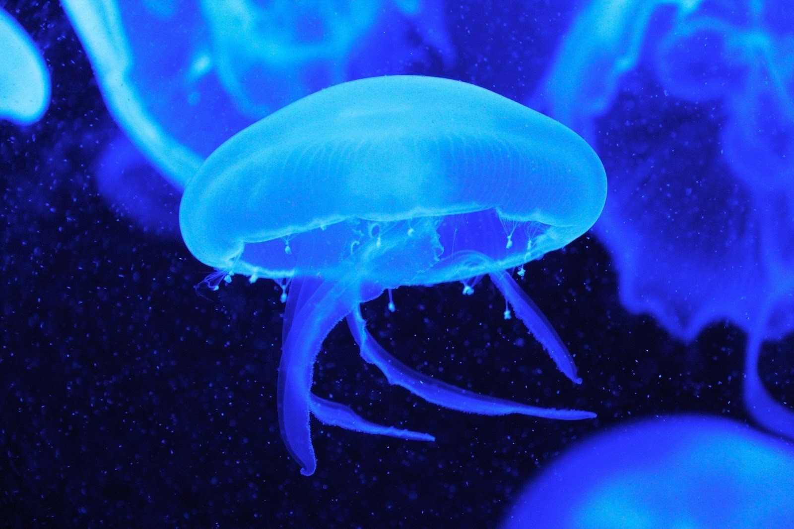 What time of year is jelly fish season?