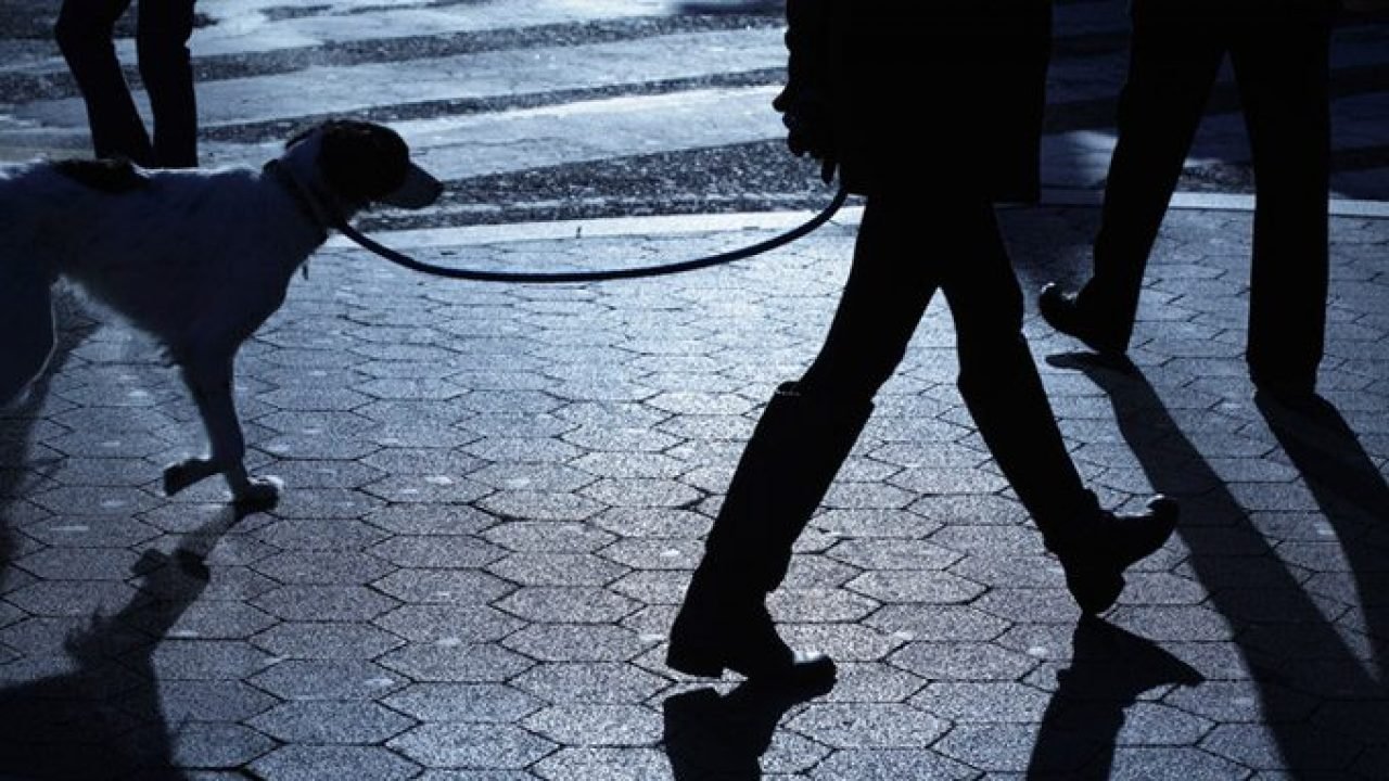 What time should you walk your dog at night?
