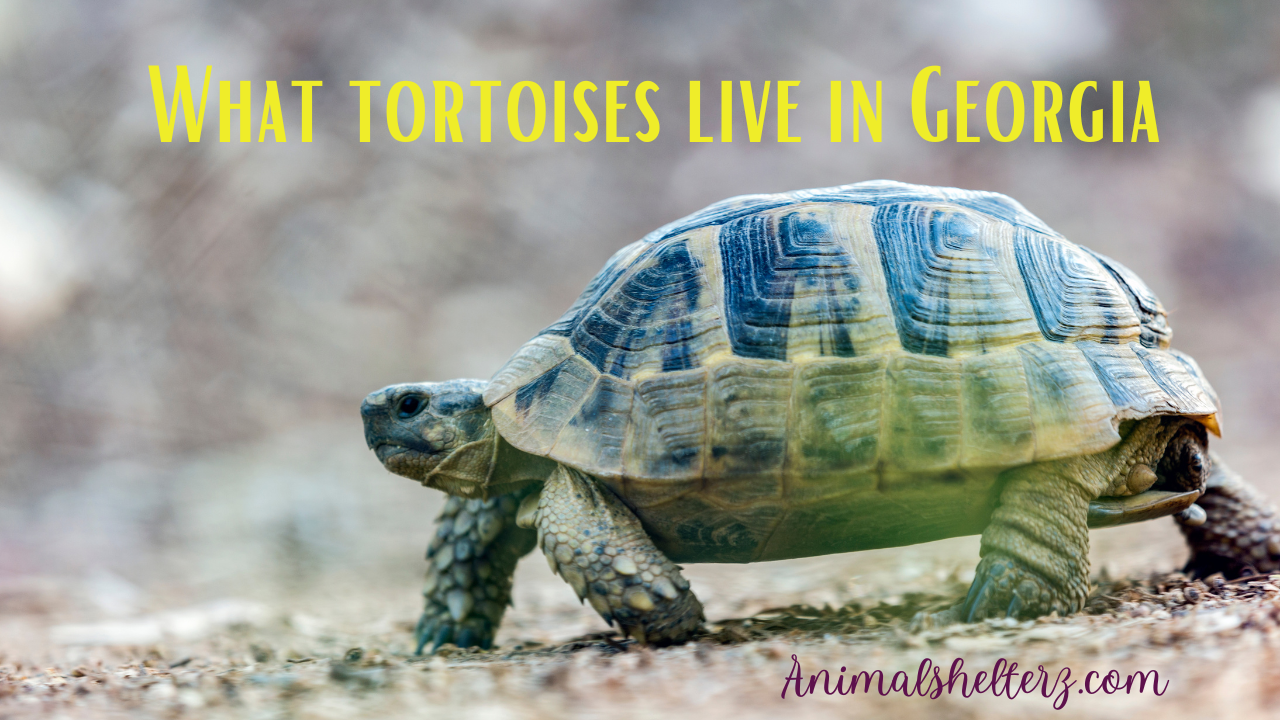 What tortoises live in Georgia
