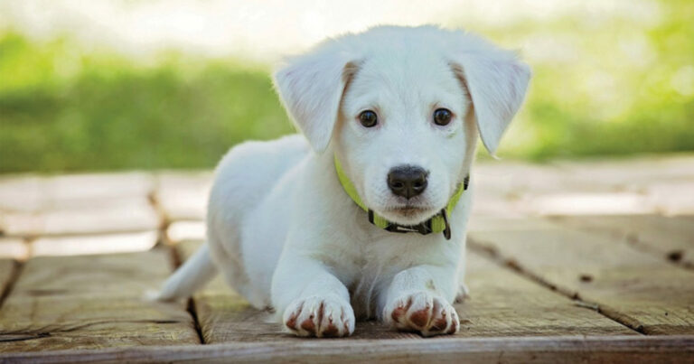 What treats can you give a 7 week old puppy?