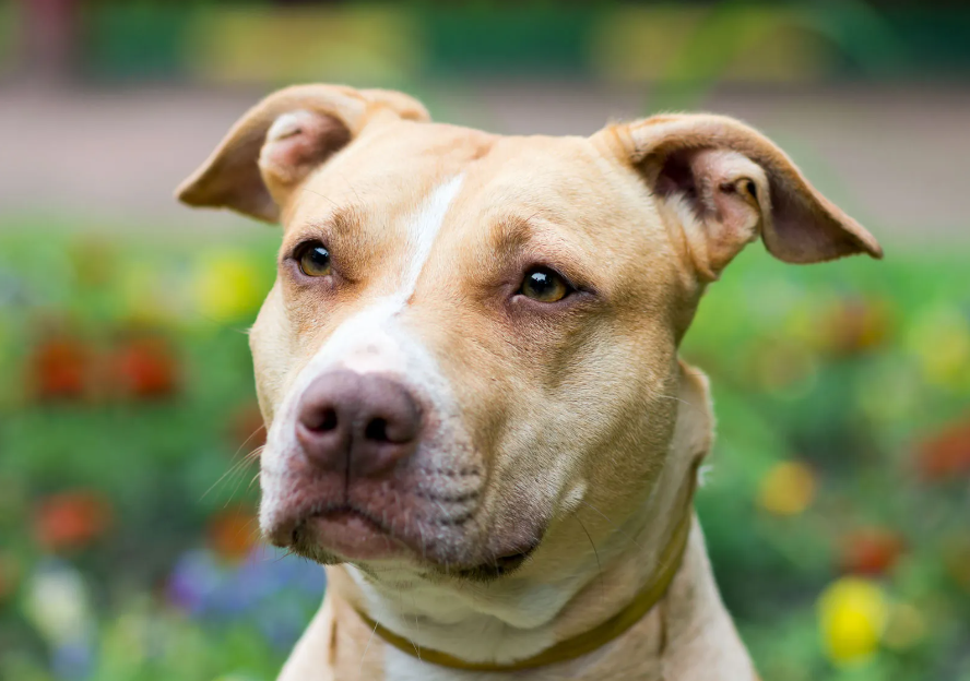 What two breeds make a pitbull terrier?