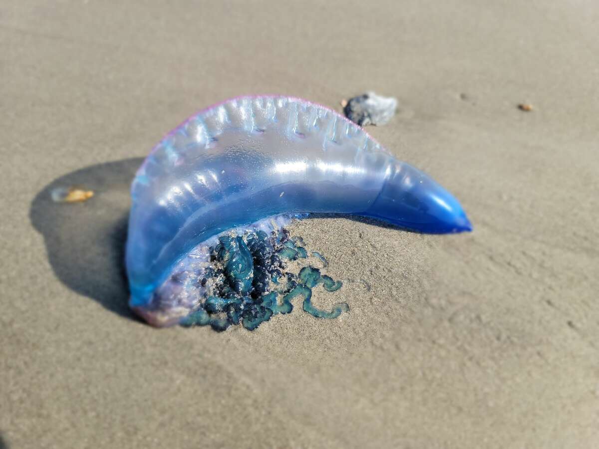 What type of jellyfish are in Galveston?
