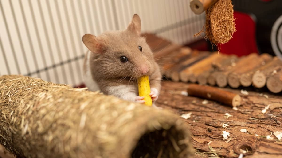 What vegetables are poisonous to rats?